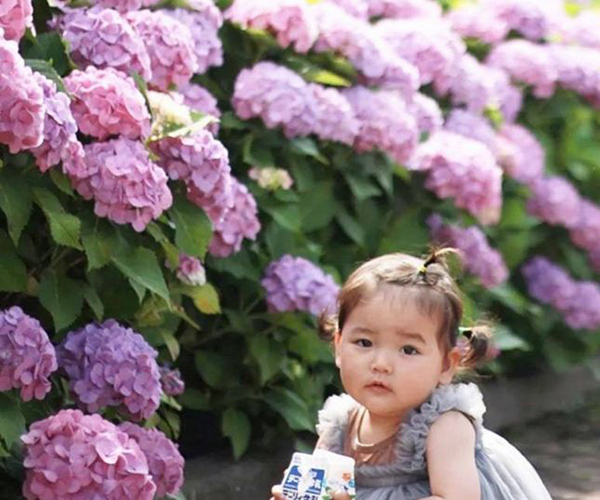 写真：娘と紫陽花