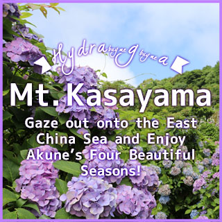 Mt. Kasayama  Gaze out onto the East China Sea and Enjoy Akune s Four Beautiful Seasons!