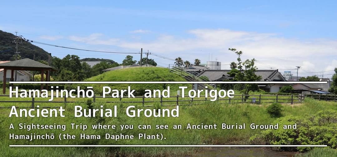 Hamajinchō Park and Torigoe  Ancient Burial Ground  A Sightseeing Trip where you can see an Ancient Burial Ground and Hamajinchō (the Hama Daphne Plant).