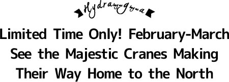Limited Time Only! February-March  See the Majestic Cranes MakingTheir Way Home to the North