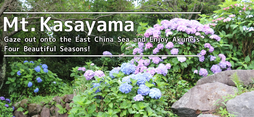 Mt. Kasayama  Gaze out onto the East China Sea and Enjoy Akune's Four Beautiful Seasons!