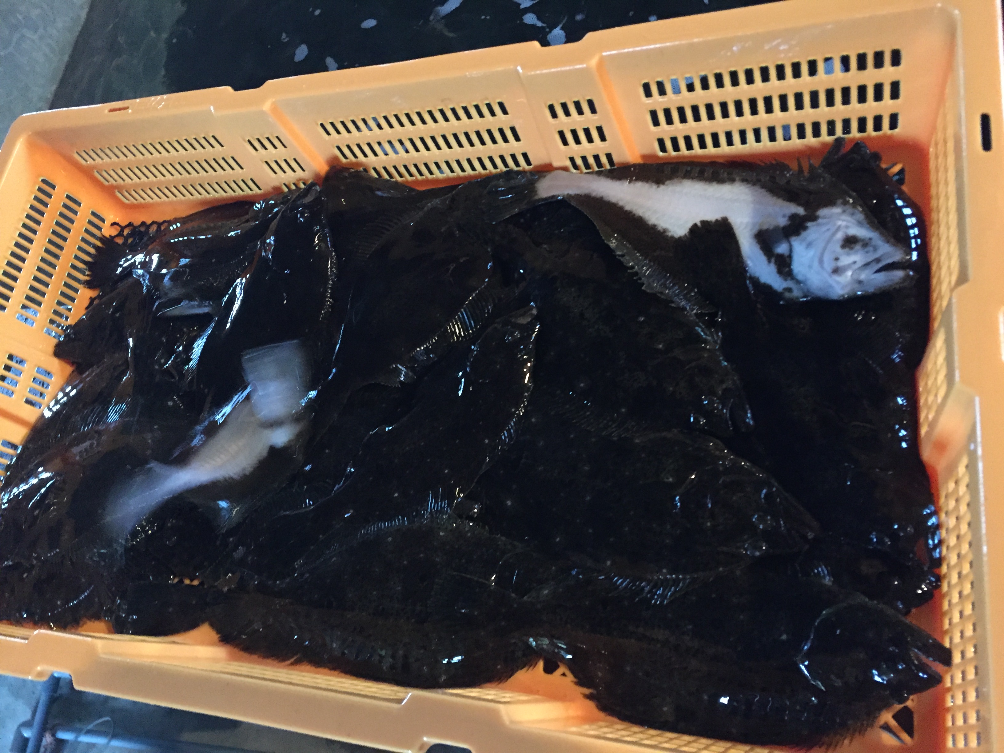 阿久根市観光サイト アクネ うまいネ 自然だネ|阿久根市栽培漁業センター