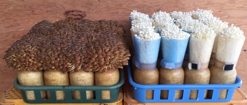 미카사 팽이 버섯 생산 조합