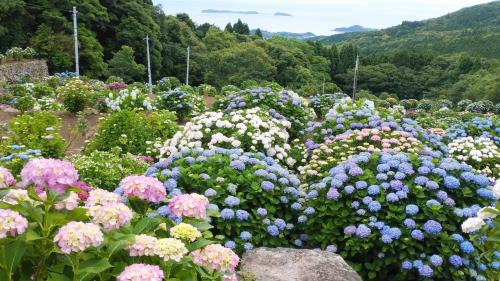 Kasayama tourist farm hydrangea garden