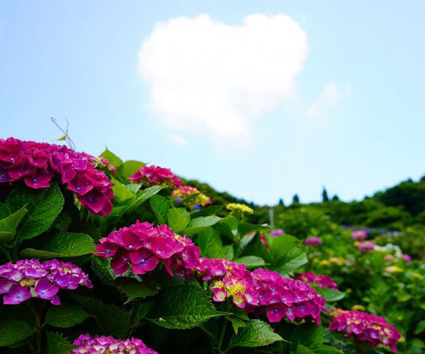 写真：紫陽花のある風景