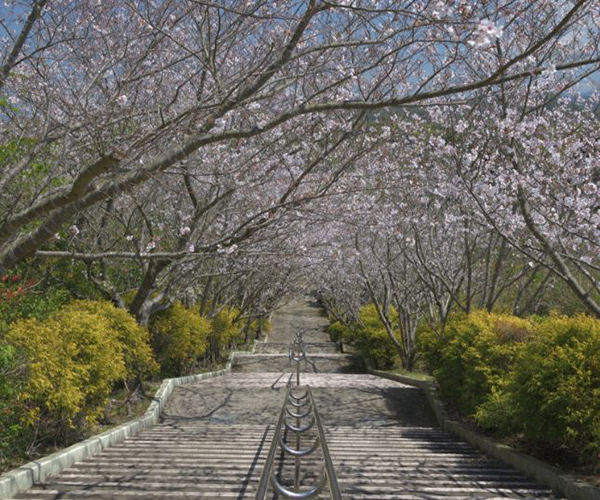 写真：番所丘階段桜