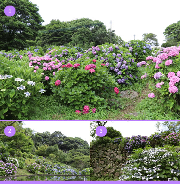 Beauty in a Residential Area  Hamajinchō - An Example of the Reigion's Natural Plantlife