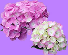 See the Hydrangeas Bloom at the Start of Summer The South China Sea and its Stunning, Surrounding Views