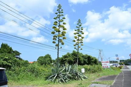 令和７年７月17日時点