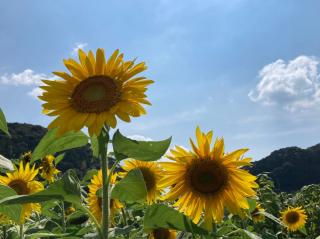 7b7cb90fd164f99cbaec2098c51658