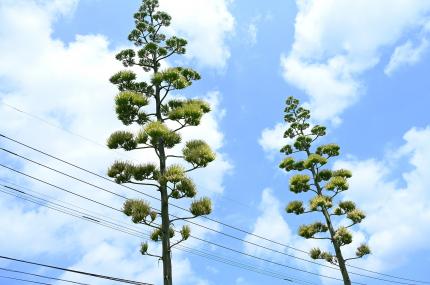 令和７年７月17日時点