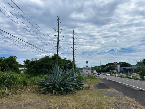 数十年に一度咲く神秘の花　－西目でリュウゼツランが開花間近！－