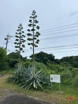 令和７年７月11日時点