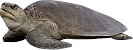 바다 거북